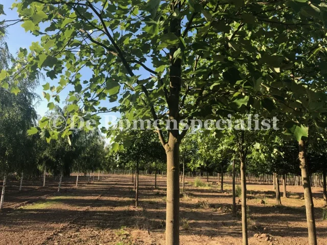 Liriodendron Tulipifera Aureomarginatum (Goldgelber Tulpenbaum)