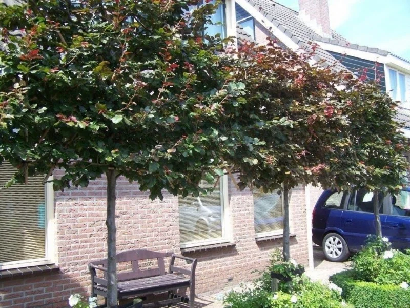 Fagus Sylvatica Atropunicea Leibeuk (Rode Bladhoudende Leibeuk)-4