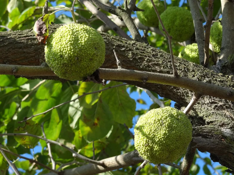 Maclura Pomifera (Osagedoorn)-1