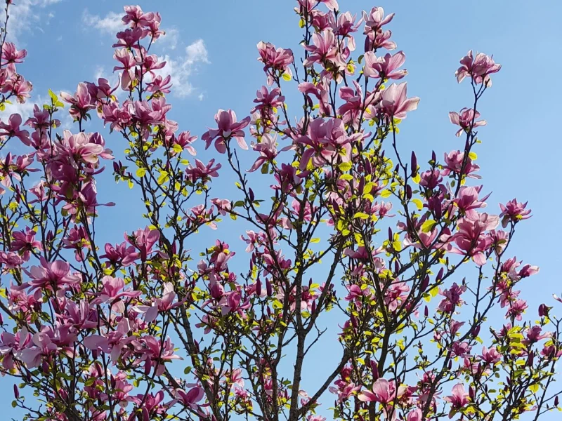 Magnolia Galaxy (Beverboom / Tulpenboom)