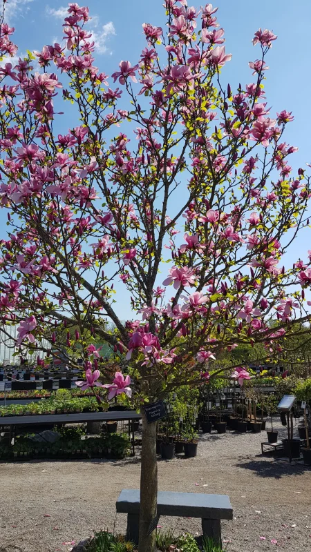 Magnolia Galaxy (Beverboom / Tulpenboom)-3