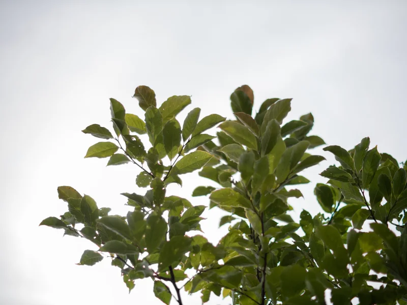 Magnolia Galaxy (Beverboom / Tulpenboom)-5