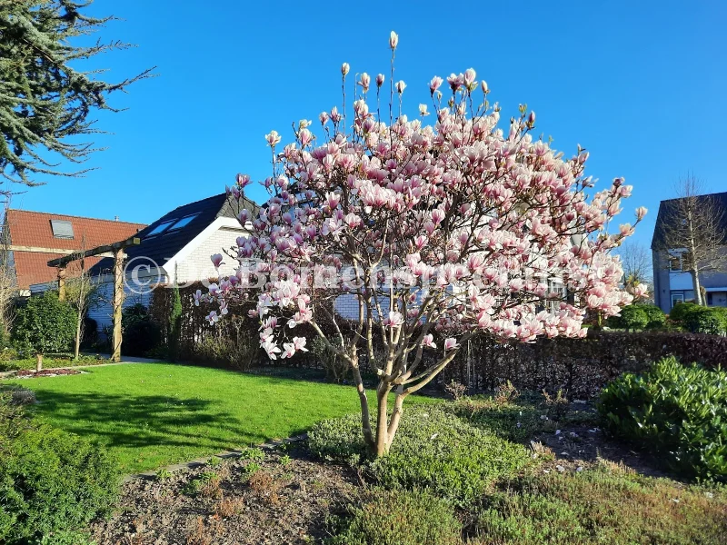 Magnolia Yellow River (Beverboom / Tulpenboom)-1