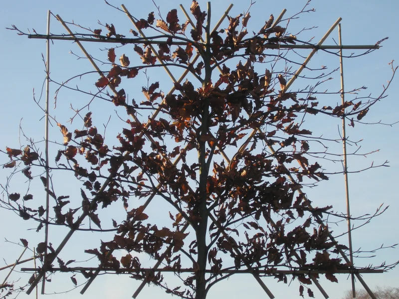 Fagus Sylvatica Atropunicea Leibeuk (Rode Bladhoudende Leibeuk)-7