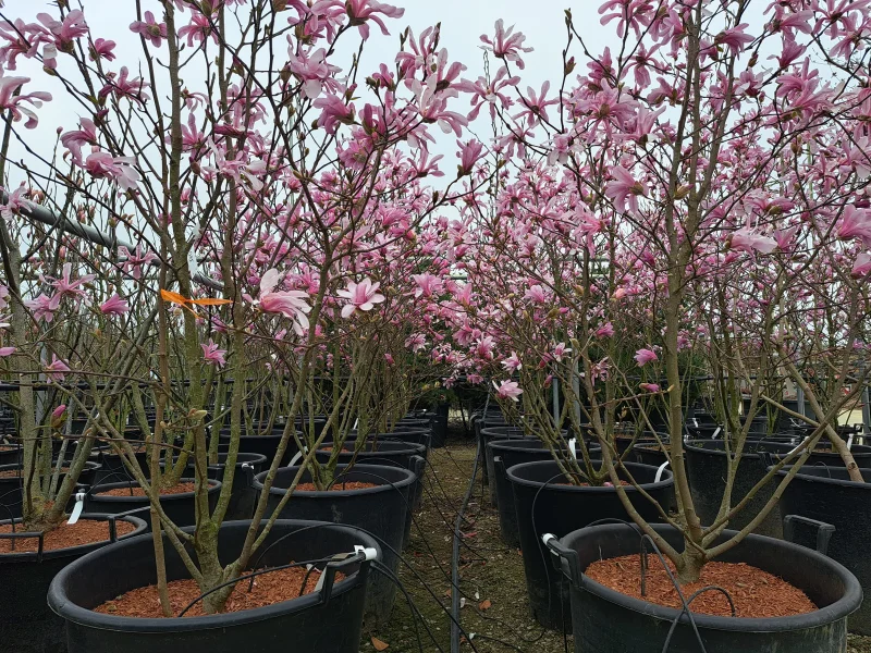 Magnolia Loebneri Leonard Messel Meerstammig (Beverboom / Tulpenboom)-1