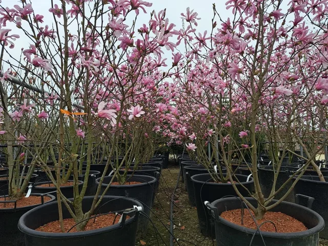 Magnolia Loebneri Leonard Messel Mehrstämmig (Tulpenbaum / Beverbaum)