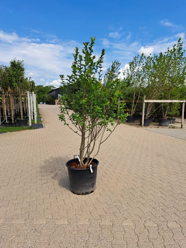Magnolia Loebneri Leonard Messel Meerstammig (Beverboom / Tulpenboom)-3