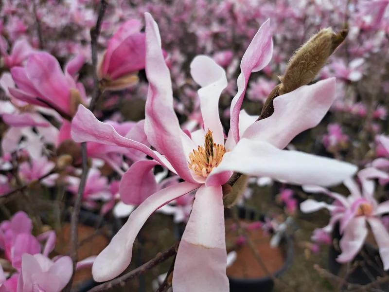 Magnolia Loebneri Leonard Messel Meerstammig (Beverboom / Tulpenboom)-5