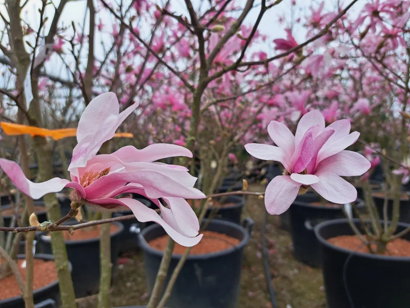 Magnolia Loebneri Leonard Messel Meerstammig (Beverboom / Tulpenboom)-6