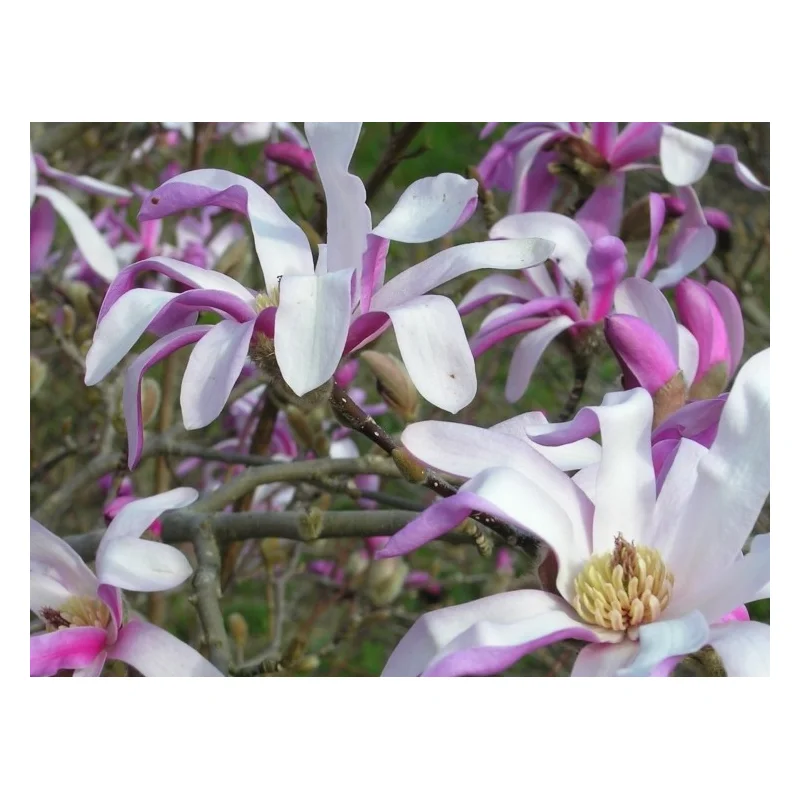 Magnolia Loebneri Leonard Messel (Beverboom / Tulpenboom)-2