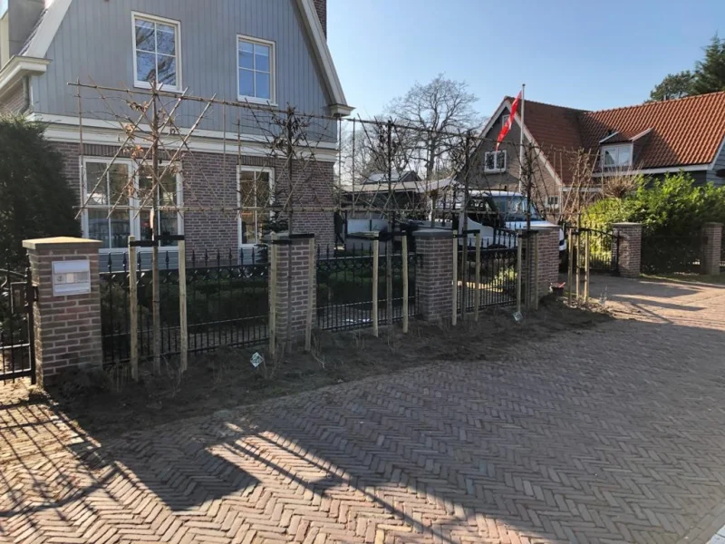 Fagus Sylvatica Atropunicea Leibeuk (Rode Bladhoudende Leibeuk)-5