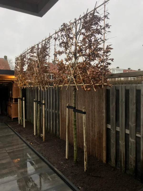 Fagus Sylvatica Atropunicea Leibeuk (Rode Bladhoudende Leibeuk)-6