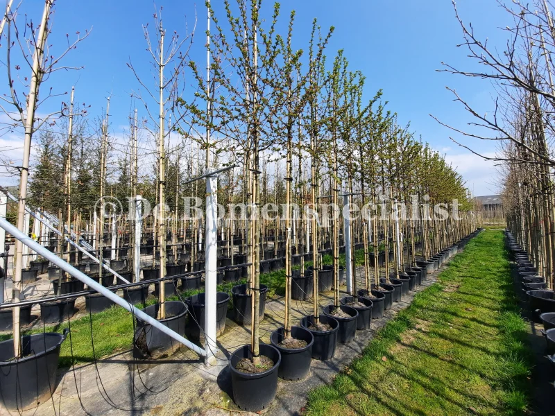 Malus Royal Beauty (Sierappel)-1
