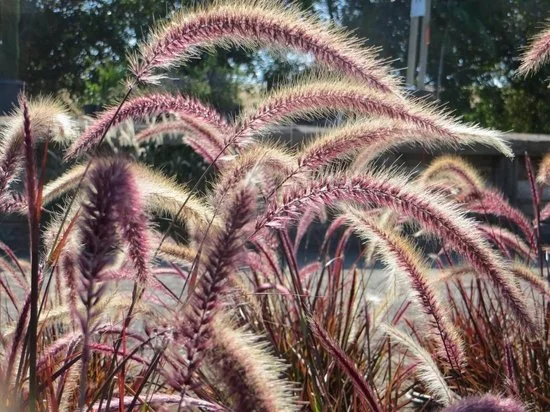 Pennisetum advena Rubrum (Lampepoetsersgras)