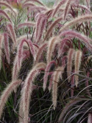 Pennisetum advena Rubrum (Lampepoetsersgras)-2