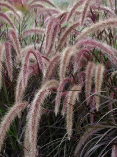 Pennisetum advena Rubrum (Lampepoetsersgras)