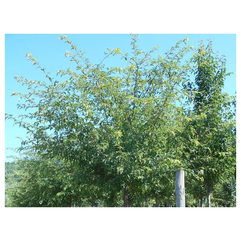 Malus Toringo Brouwers Beauty (Sierappel)-2