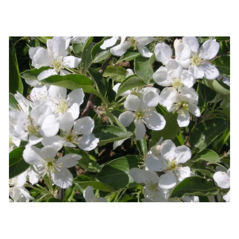 Malus Toringo Brouwers Beauty (Sierappel)-3