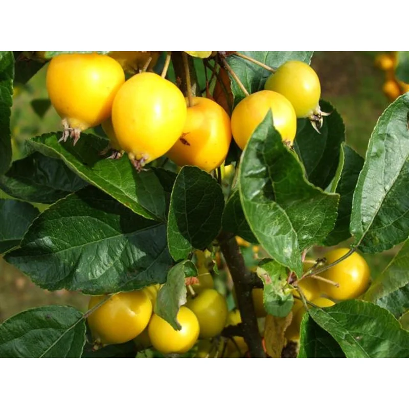 Malus Toringo Brouwers Beauty (Sierappel)-4
