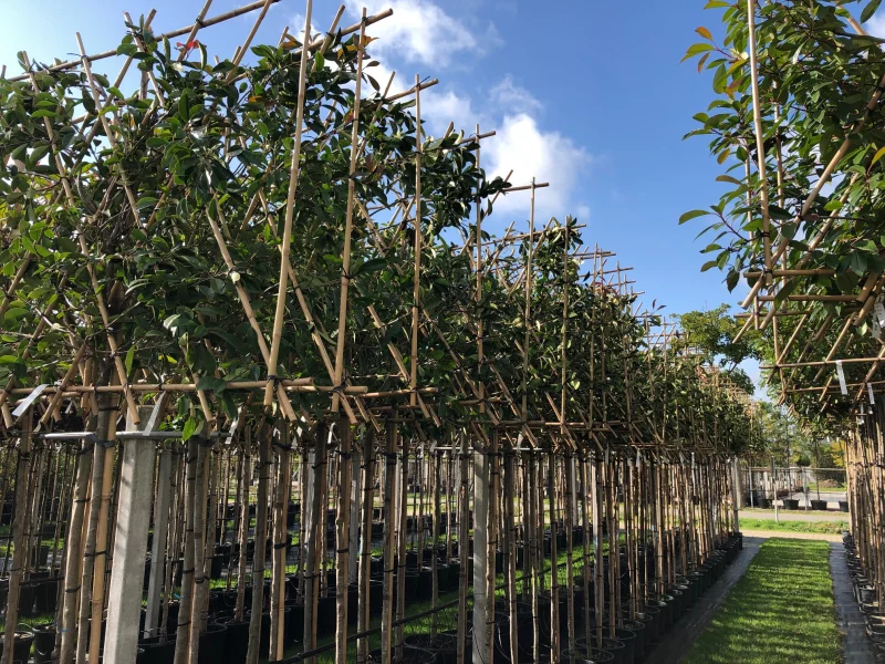 Photinia fraseri Red Robin Leiphotinia (Leiglansmispel)