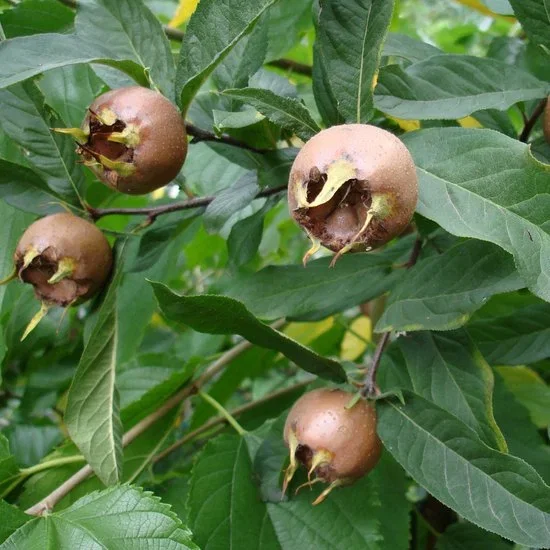 Mespilus Germanica (Mispel)