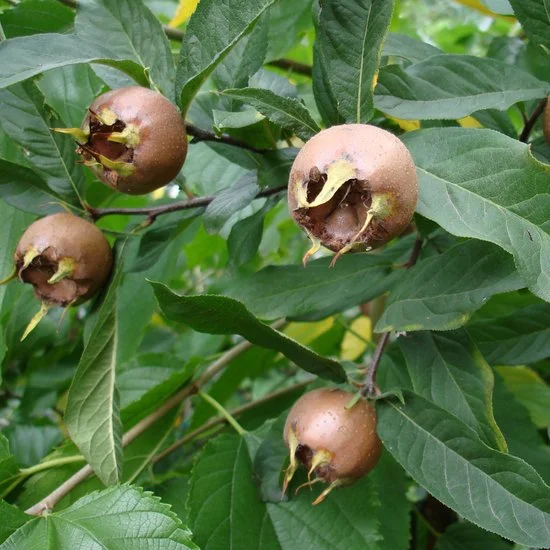 Mespilus Germanica (Mispel)