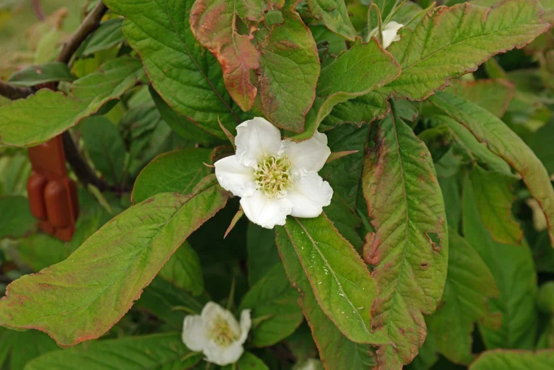 Mespilus Germanica (Mispel)-2