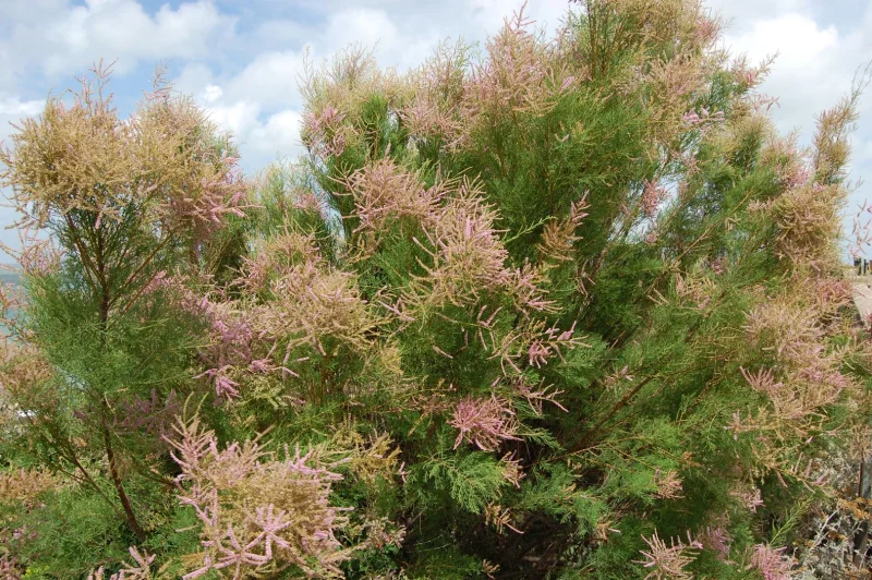 Tamarix Tetrandra (Tamarisk)-1