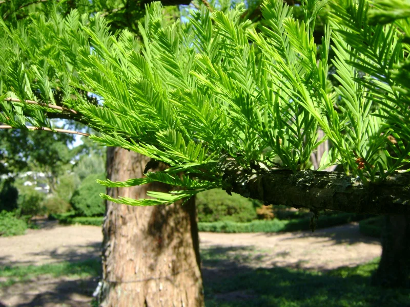 Taxodium Distichum (Moerascipres)-1