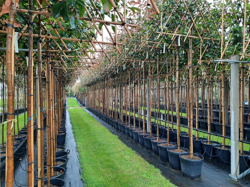 Photinia fraseri Red Robin Leiphotinia (Leiglansmispel)-5