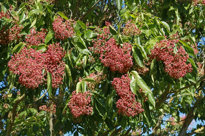 Tetradium Daniellii (Bijenboom)-3