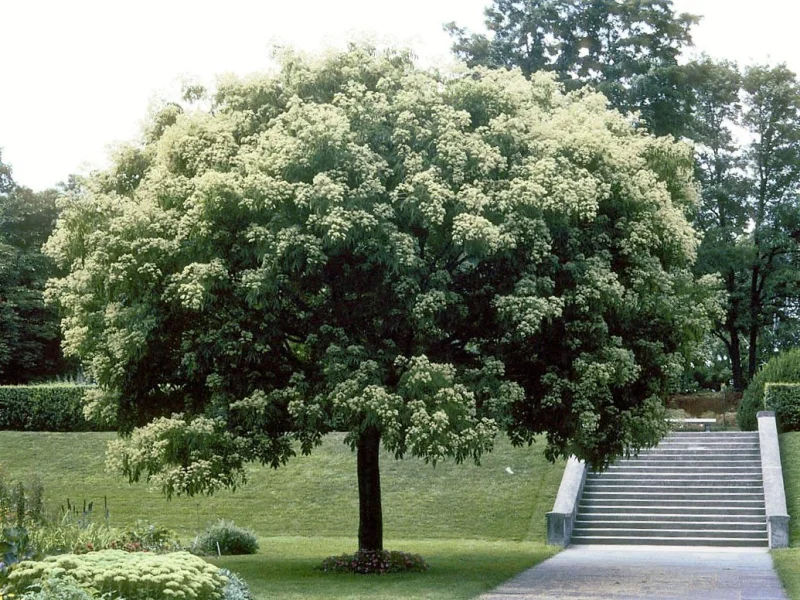 Tetradium Daniellii Hupehensis (Bijenboom)-1