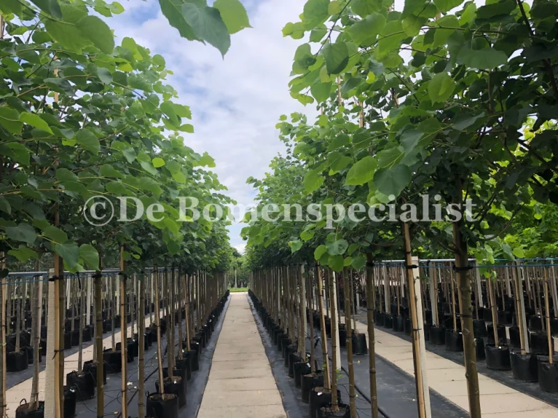 Tilia Americana Nova (Linde)-1