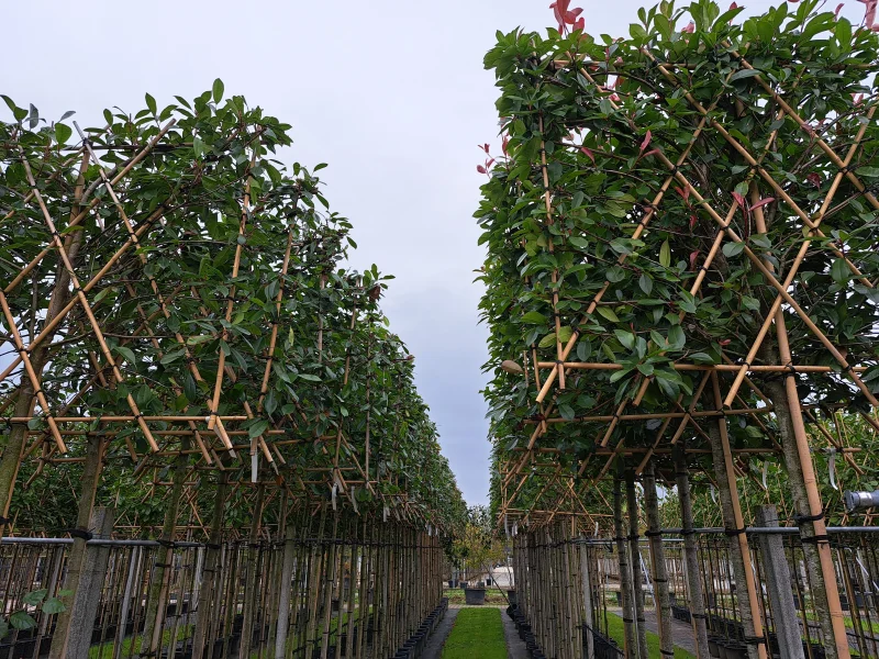 Photinia fraseri Red Robin Leiphotinia (Leiglansmispel)-7