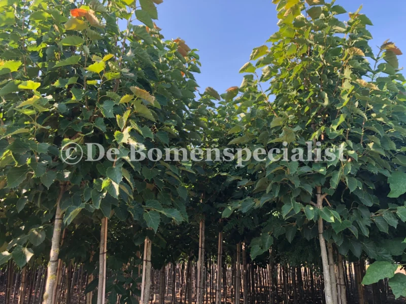Tilia Henryana (Linde)-1