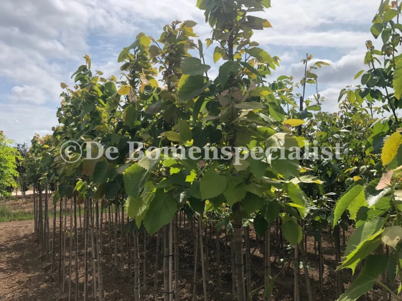 Tilia Henryana (Linde)-2