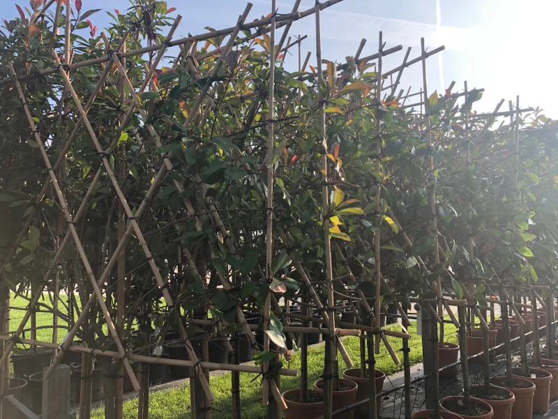 Photinia fraseri Red Robin Leiphotinia (Leiglansmispel)-8