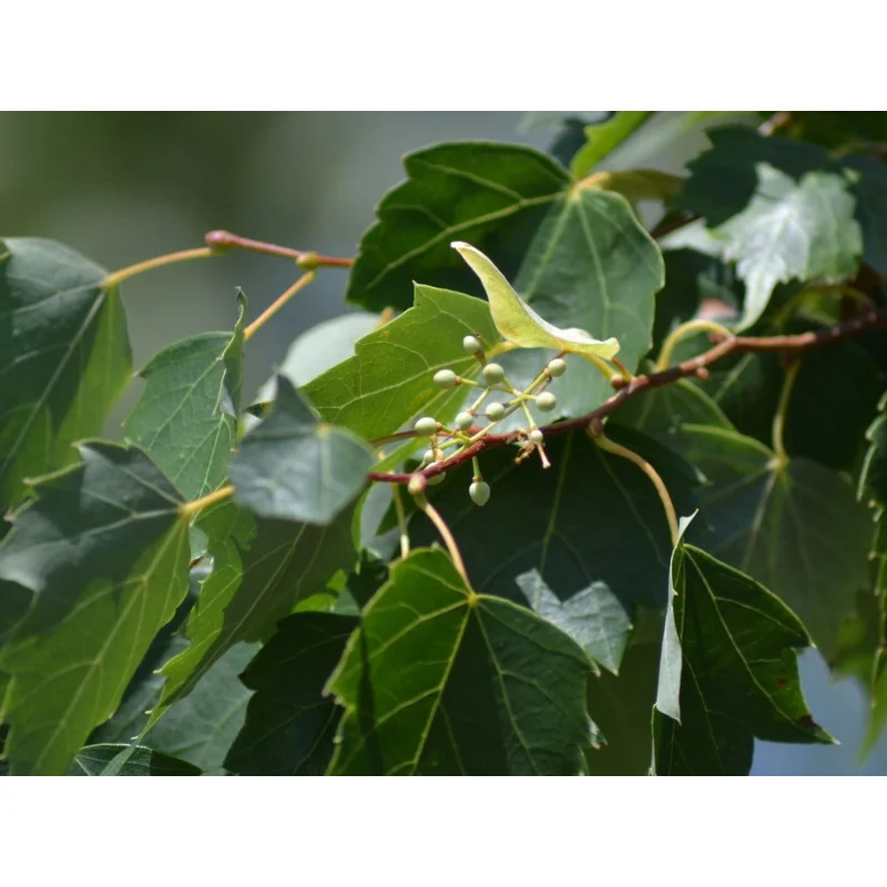 Tilia Mongolica Buda (Linde)-2