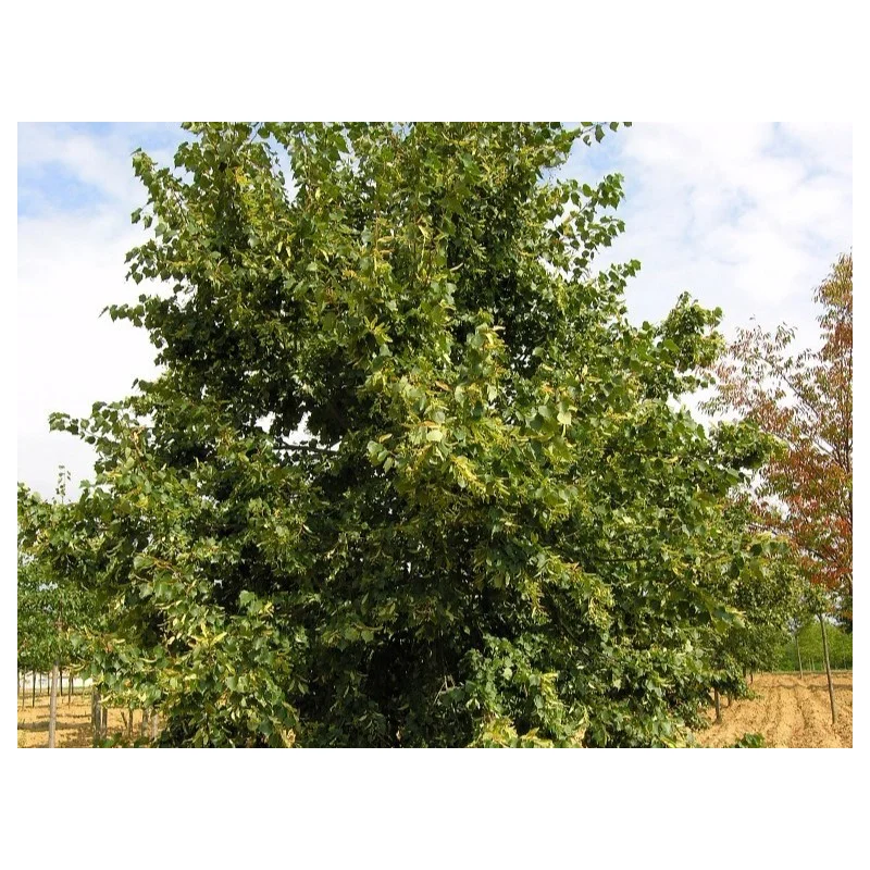 Tilia Mongolica ( Mongoolse Linde)-2