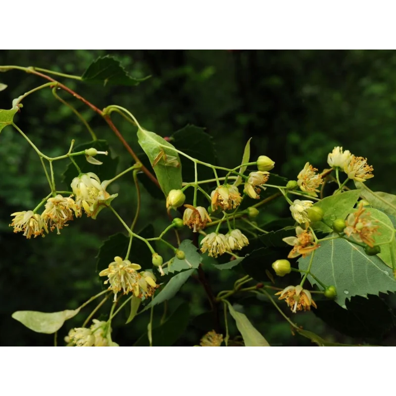Tilia Mongolica ( Mongoolse Linde)-3