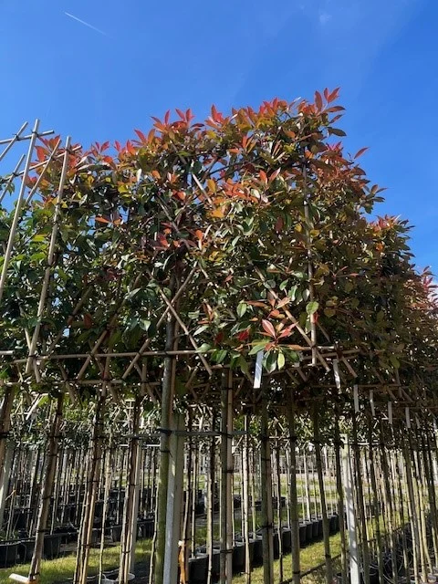 Photinia fraseri Red Robin Leiphotinia (Leiglansmispel)-2
