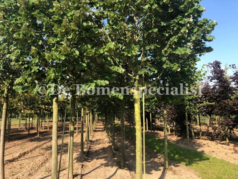 Tilia Tomentosa (Zilverlinde)-1
