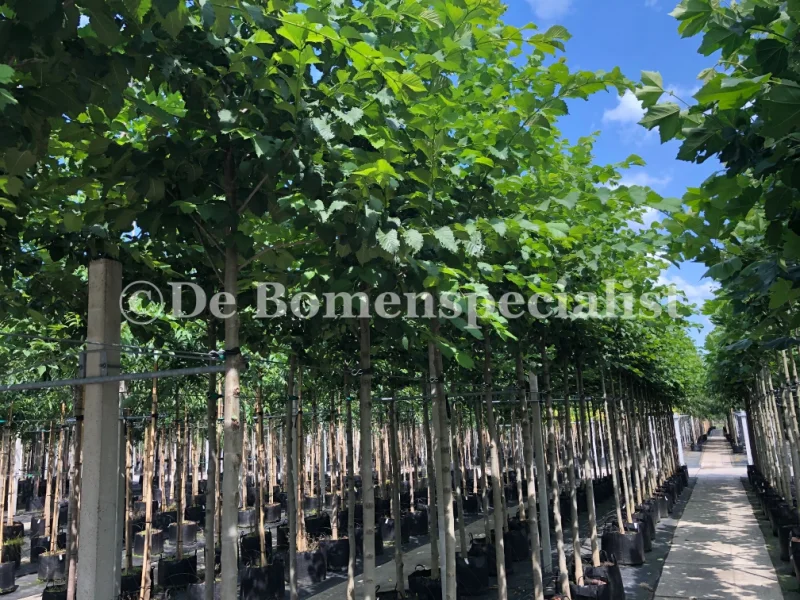 Ulmus glabra (Iep)-2