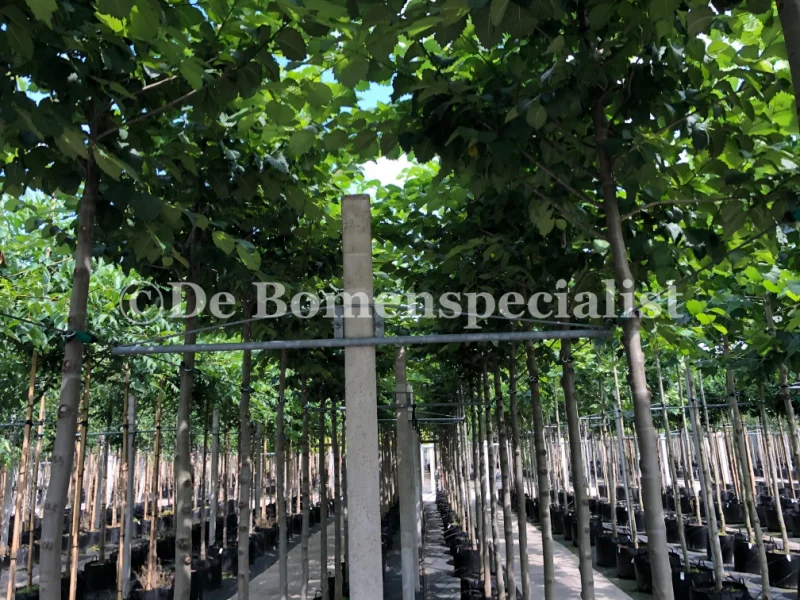 Ulmus glabra (Iep)-3
