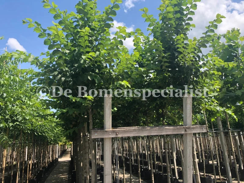 Ulmus laevis (Fladderiep)-1