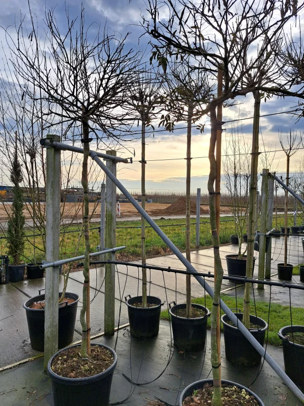 Wisteria Sinensis Prolific (Blauwe Regen)-2