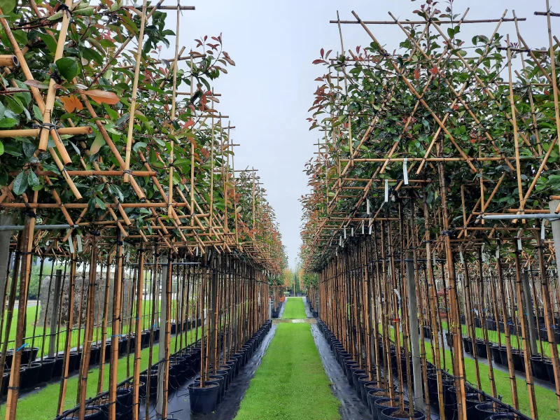Photinia fraseri Red Robin Leiphotinia (Leiglansmispel)-6