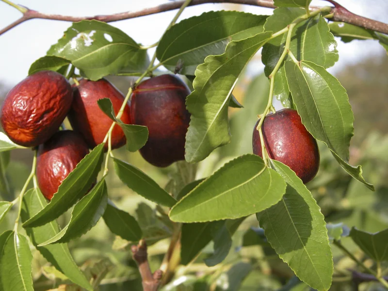 Ziziphus jujuba (Chinese Dadel)-1