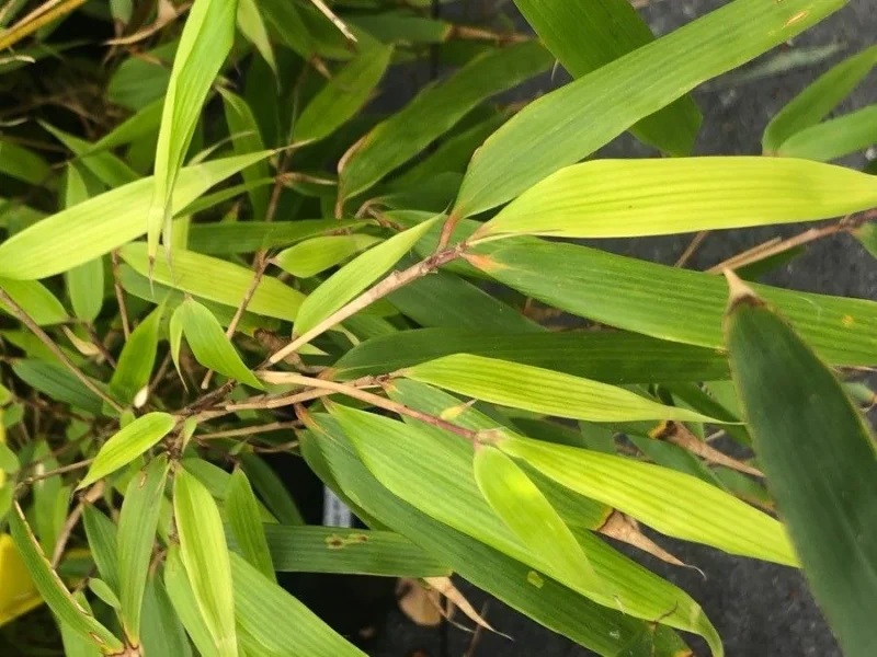 Fargesia Rufa (Niet-woekerende Bamboe)