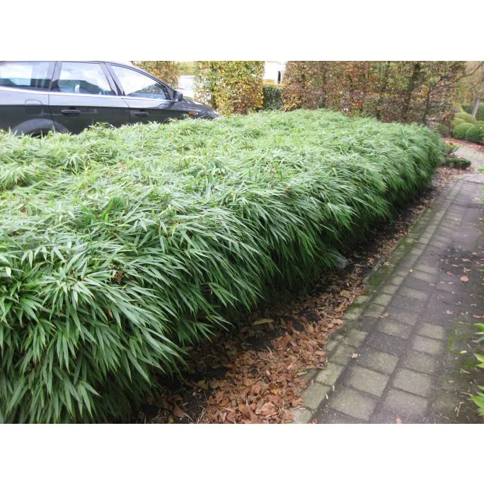 Fargesia Rufa (Niet-woekerende Bamboe)-3